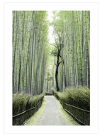 Bambu Yolu - Art Print