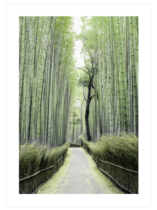 Bambu Yolu Poster - Giclée Baskı