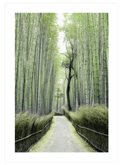 Bambu Yolu - Fine Art Poster
