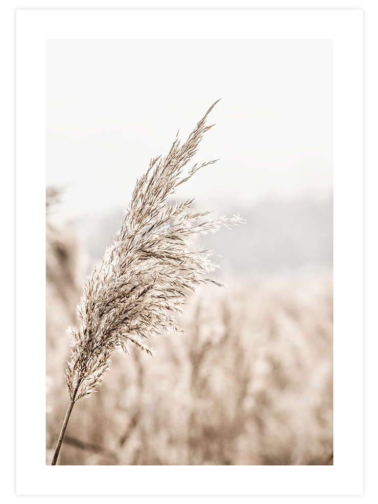 Bej Saz Püskülü - Art Print Ürün ana görseli