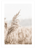 Bej Saz Püskülü - Art Print