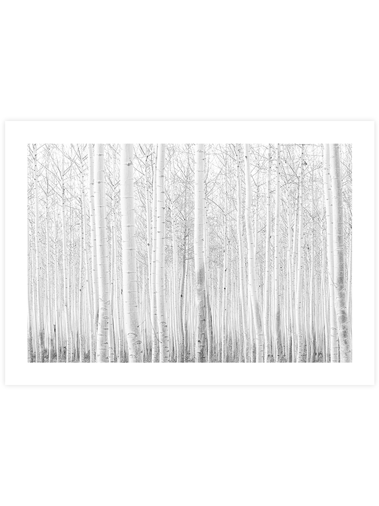 Beyaz Orman - Art Print