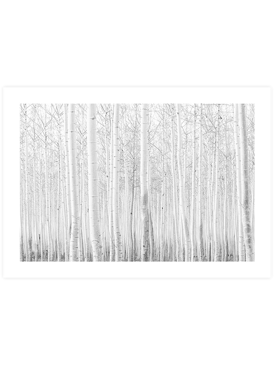 Beyaz Orman Poster - Giclée Baskı