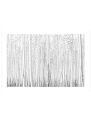 Beyaz Orman Poster - Giclée Baskı