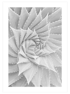 Beyaz Sukulent - Art Print