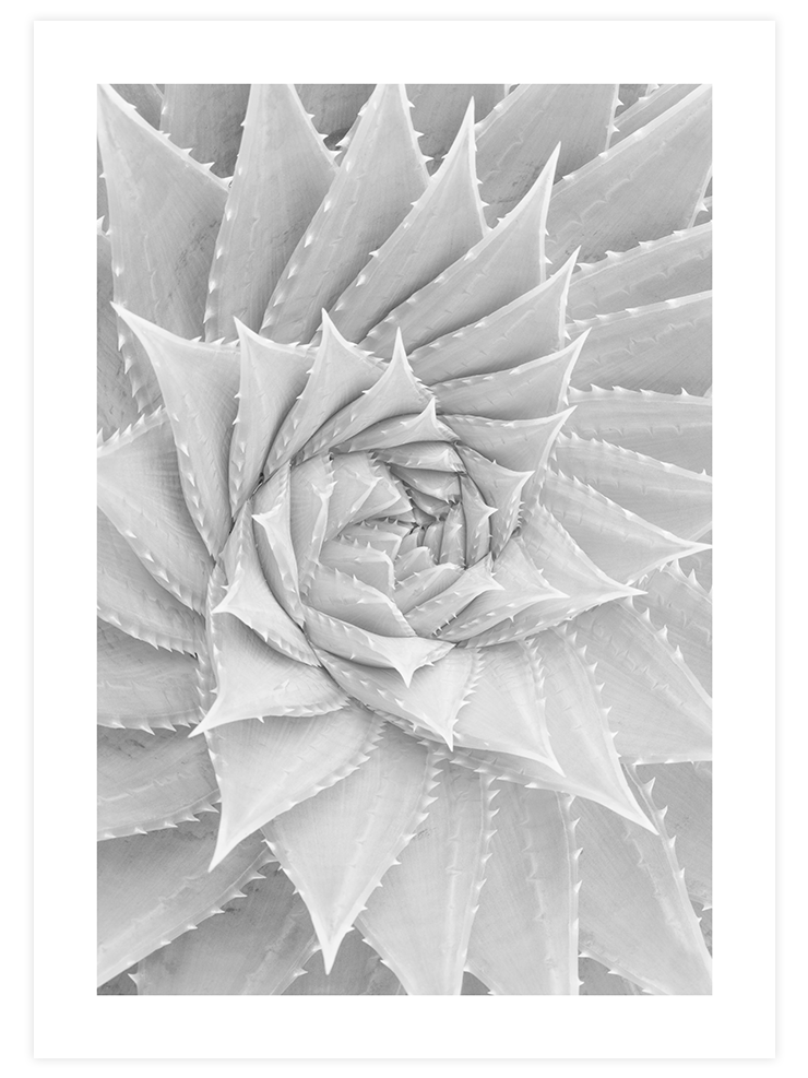 Beyaz Sukulent - Art Print