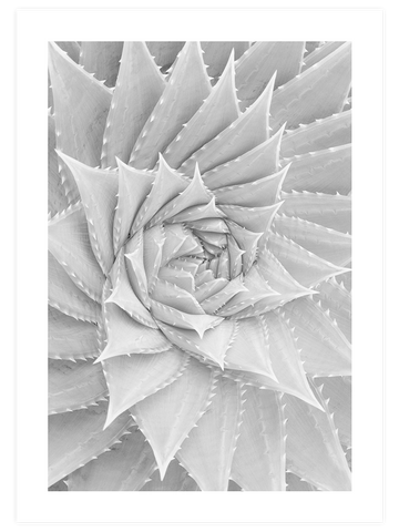 Beyaz Sukulent - Art Print
