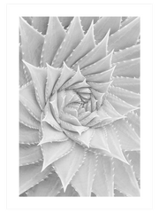 Beyaz Sukulent - Fine Art Poster