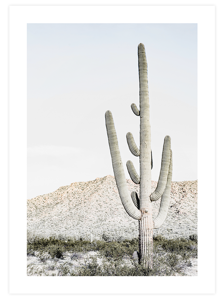 Big Cactus - Art Print Fotoğraflar Poster