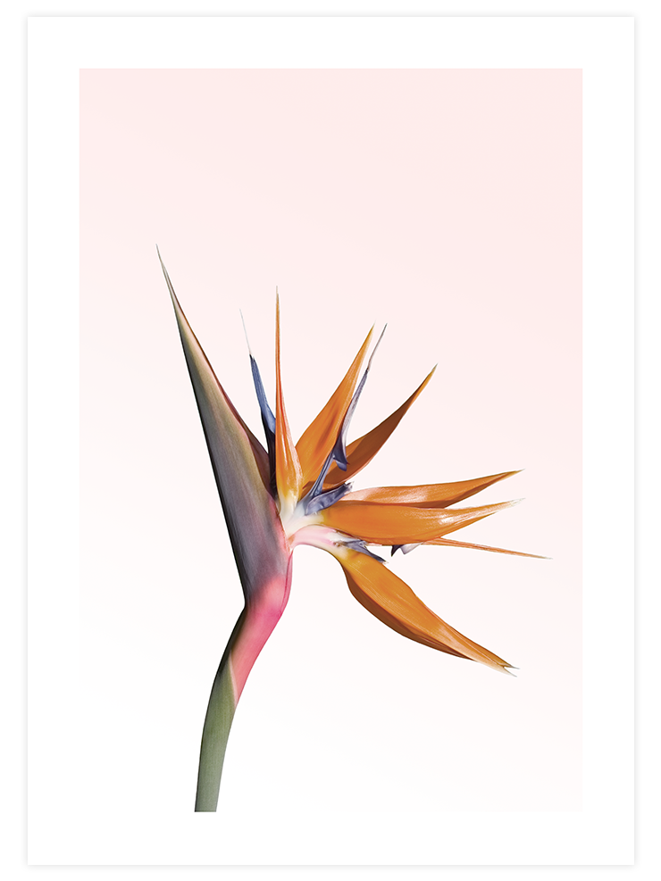 Bird Of Paradise - Art Print Ürün ana görseli