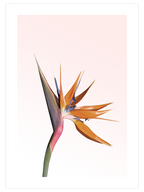 Bird Of Paradise - Art Print