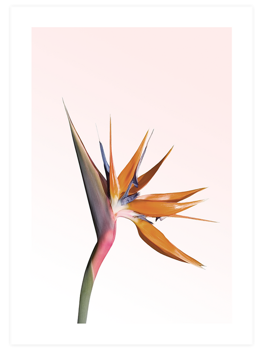 Bird Of Paradise - Art Print