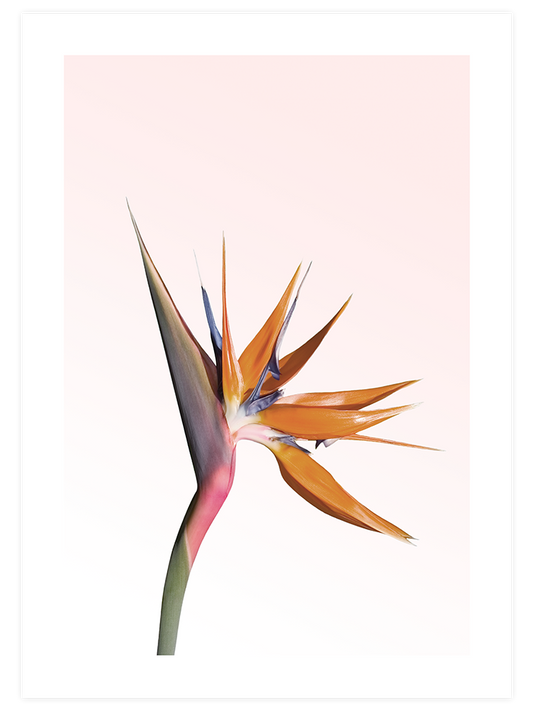 Bird Of Paradise Poster - Giclée Baskı