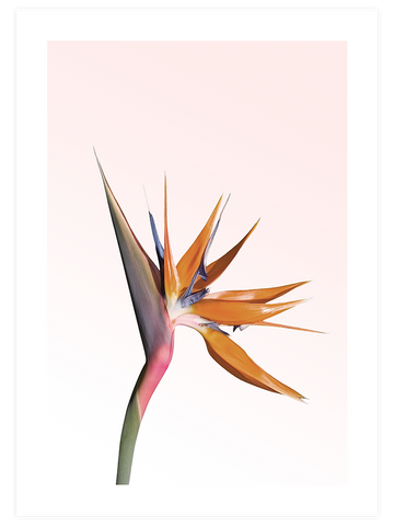 Bird Of Paradise - Art Print