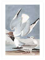 Bonapartian Gull - Art Print