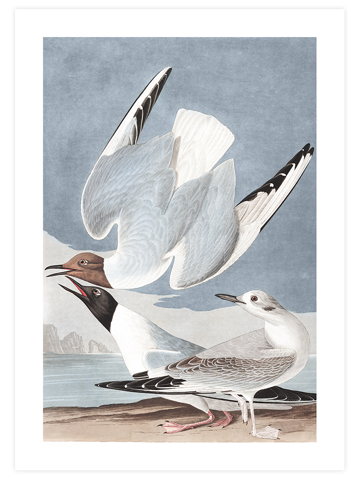 Bonapartian Gull - Art Print