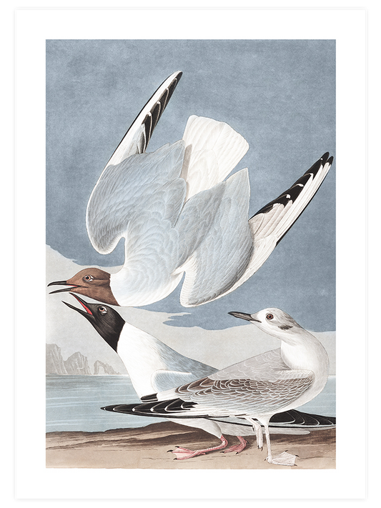 Bonapartian Gull Poster - Giclée Baskı