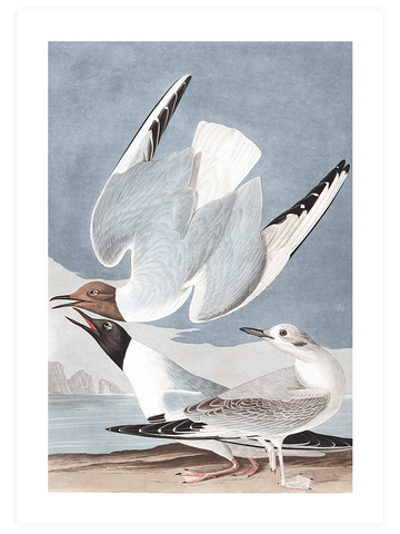 Bonapartian Gull - Art Print