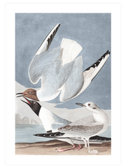 Bonapartian Gull - Fine Art Poster