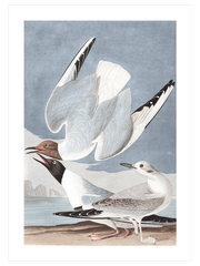 Bonapartian Gull Poster - Giclée Baskı