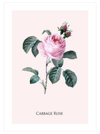 Cabbage Rose - Art Print