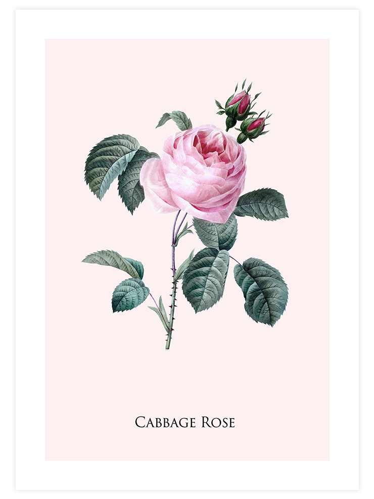Cabbage Rose - Art Print  Poster