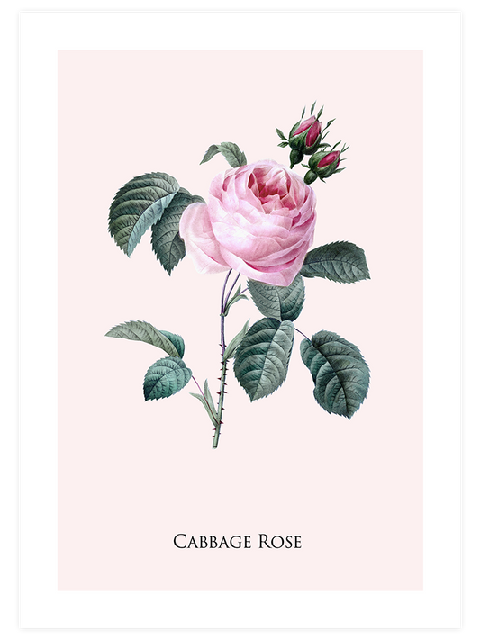 Cabbage Rose - Art Print