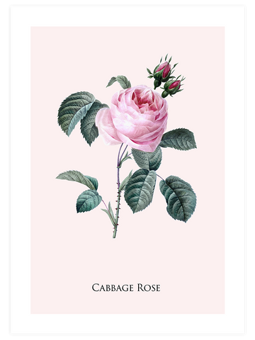 Cabbage Rose - Art Print