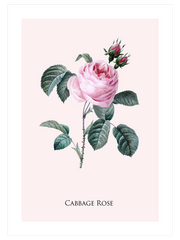 Cabbage Rose Poster - Giclée Baskı