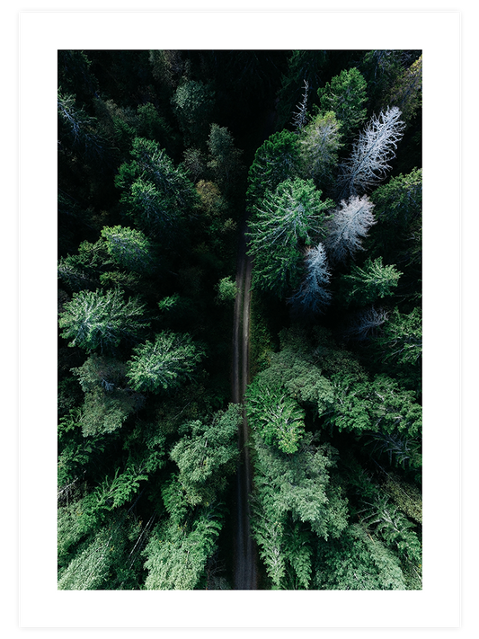 Çam Ormanı Poster - Giclée Baskı