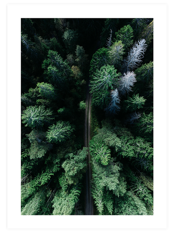 Çam Ormanı - Art Print