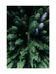 Çam Ormanı - Art Print