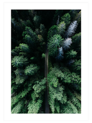 Çam Ormanı - Fine Art Poster