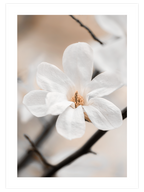 Çiçekli Dal N1 - Art Print