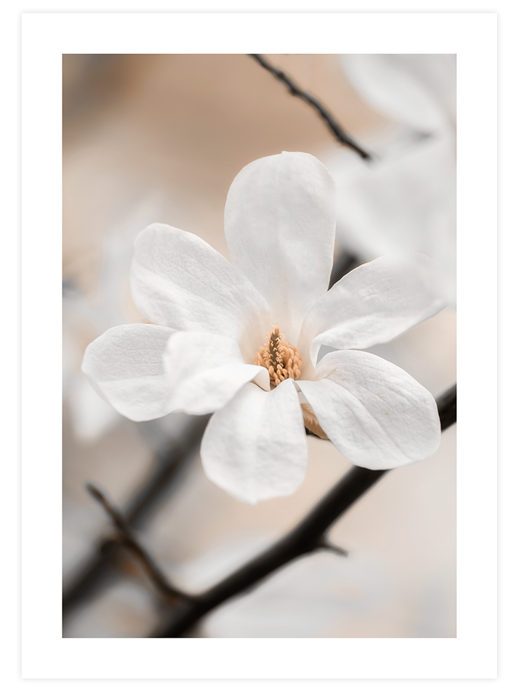 Çiçekli Dal N1 - Art Print