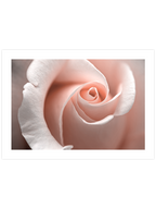 Close Up - Art Print