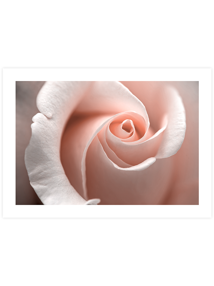 Close Up - Art Print