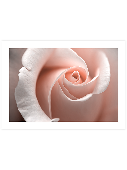 Close Up - Art Print
