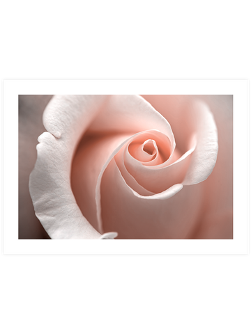 Close Up - Art Print