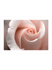 Close Up - Fine Art Poster