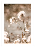 Cottongrass - Art Print