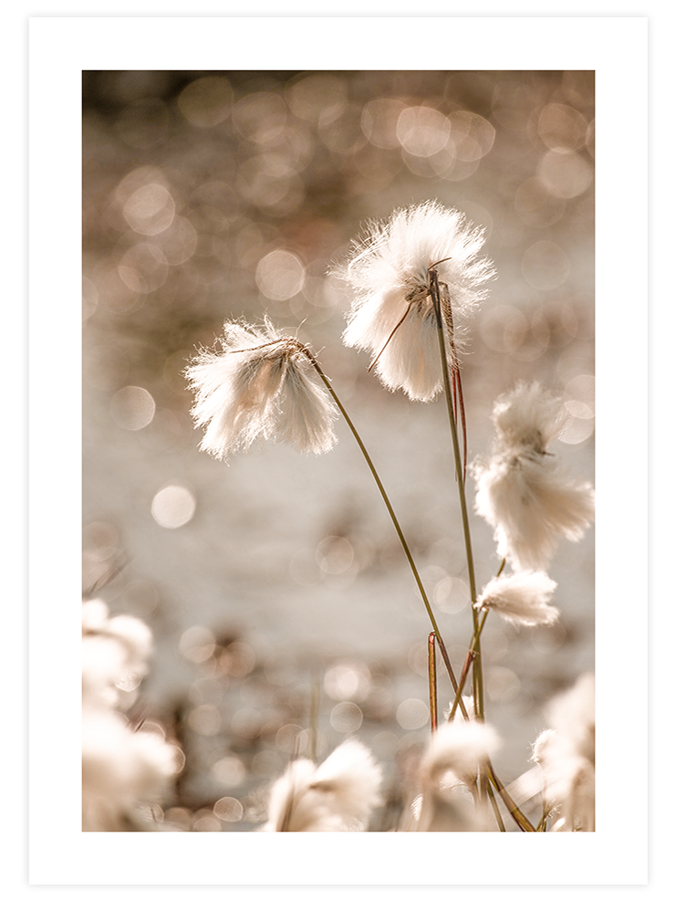 Cottongrass - Art Print