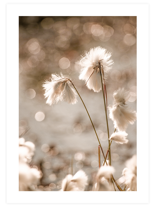 Cottongrass Poster - Giclée Baskı