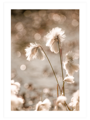 Cottongrass - Fine Art Poster