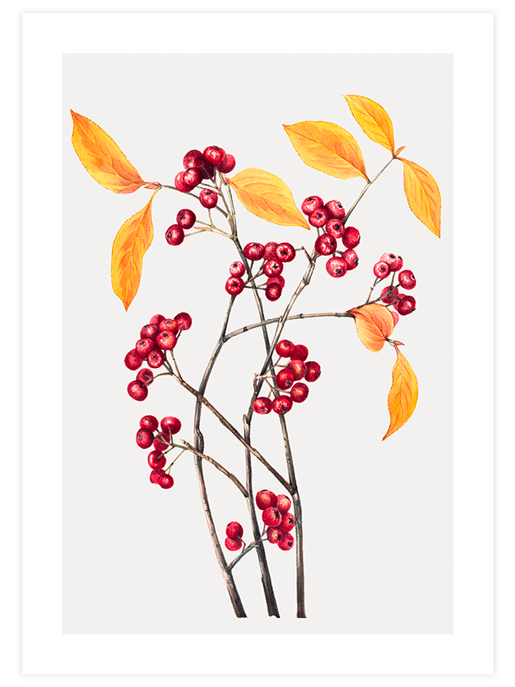 Dalında Meyve - Art Print