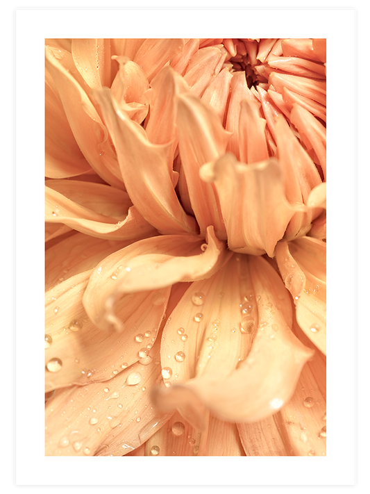 Damlalar - Art Print