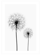 Dandelion N2 - Art Print