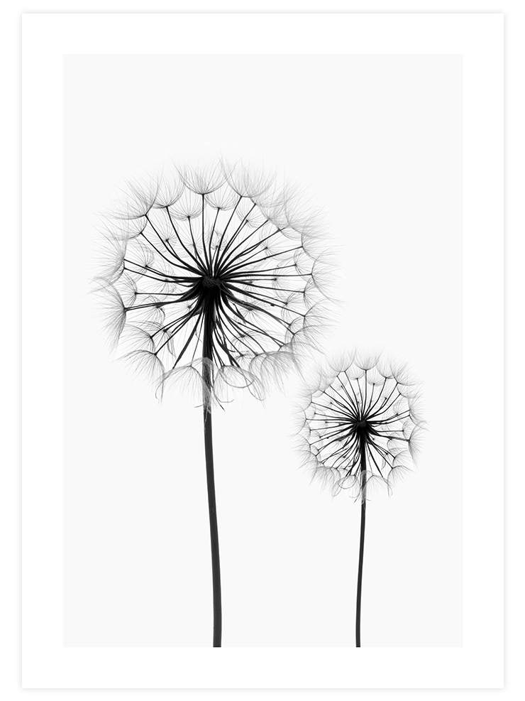 Dandelion N2 - Art Print Fotoğraflar Poster