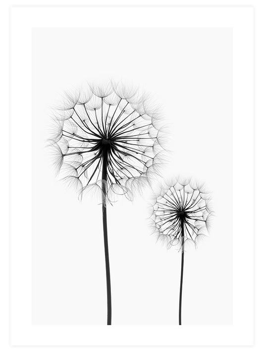 Dandelion N2 Poster - Giclée Baskı