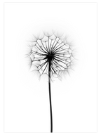 Dandelion N1 - Art Print